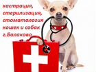 Ветеринарные процедуры на дому в Балаково объявление продам