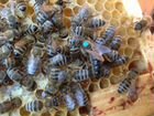 Пчеломатки из Закарпатской обл объявление продам