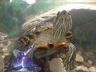 Черепахи красноухии объявление продам