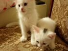 Котята белые Турецкий Ангор объявление продам