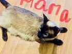 Чистокровные тайские котята объявление продам