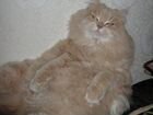 Породистые сибирские котята, неаллергенные объявление продам