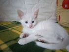 Голубоглазые белые котята (Као мани) объявление продам