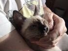 Тайский котёнок, девочка объявление продам