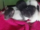 Крысы домашние, красивые объявление продам