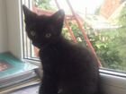 Котята персидской кошки объявление продам