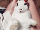 Кролик декоративный с клеткой объявление продам