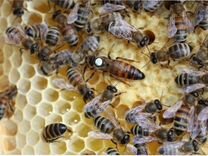 Купить Пчеломаток В Пчеловодных Магазинах Спб