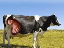 Cetosis en vacas lecheras ppt