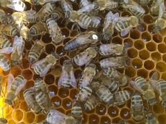 Пчеломатки карпатской породы пчел. Матки пчелиные
