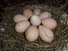 Инкубационные индюшиные яйца