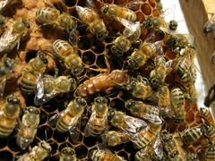 Матки пчелиные, плодные 2020