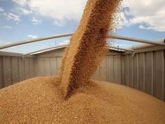 Пшеница чистая, без применение гербицидов