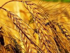 Пшеница ячмень продажа и обмен