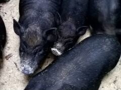 Вьетнамская свинка 4,5 мес