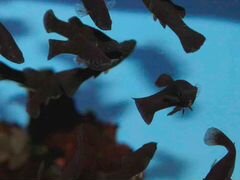 Аквариумные рыбки - черная моллинезия
