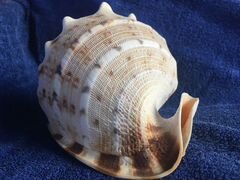 Раковина моллюска Cassis Cornuta (можно почтой)