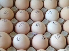 Инкубационное яйцо бройлеров и мясо-яичных кур