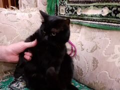 Кошка Василиса