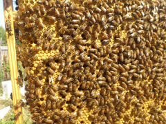 Пчелопакеты Бакфаст на май