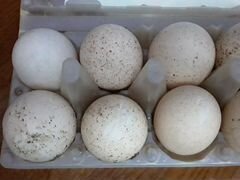 Инкубационное яйцо индейки,индоутки