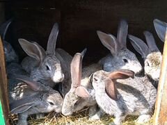 Продаються кролики мясным видом и живым весом