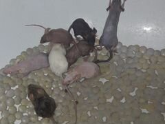 Домашние мышки