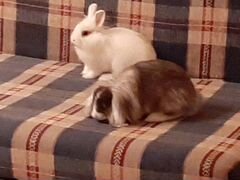 2 кролика