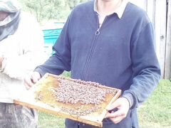 Продаются Пчелосемьи