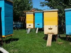 Пчелосемьи и пакеты карника