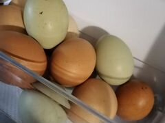 Яйцо домашнее, цветное