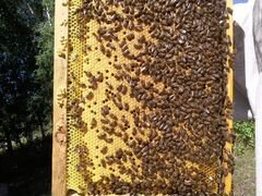 Пчелопакеты- пчелосемьи на сезон 2020