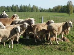 Овцы катумской породы