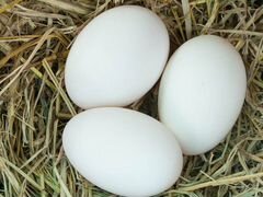 Инкубационное яйцо гуся,индоутка