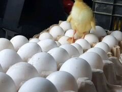 Яйца yтиные инкубационныe