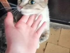 Отдаю кошку в добрые руки