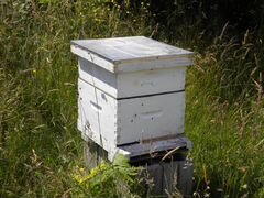 Ульи пчёлы медогонка