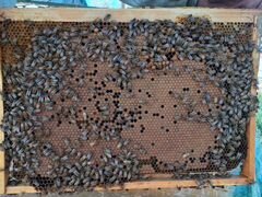 Продам 30 пчелосемей