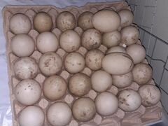 Продаю яйца индо-утки