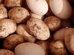 Гусинные яйца породы линда