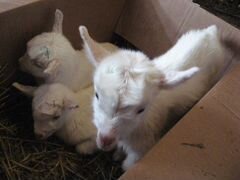 Новорожденные козлята в дар
