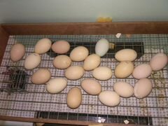 Инкубационное Яйца
