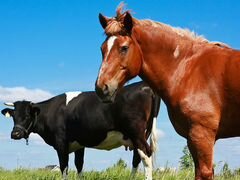 Кормовые добавки для крс и лошадей