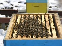 Продам пчелопакеты с предгорья Кавказа