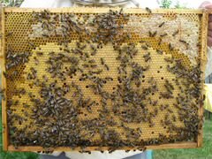 Пчелосемьи и пакеты