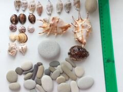 Ракушки морские камни декор для аквариума
