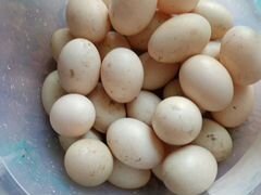 Яйца индаутиные