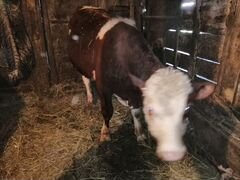 Продам бычка 9 месяцев и корову герефорд