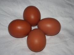 Инкубационное яйцо барневельдера
