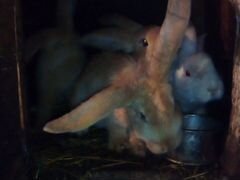 Крольчата породы "Баран"
